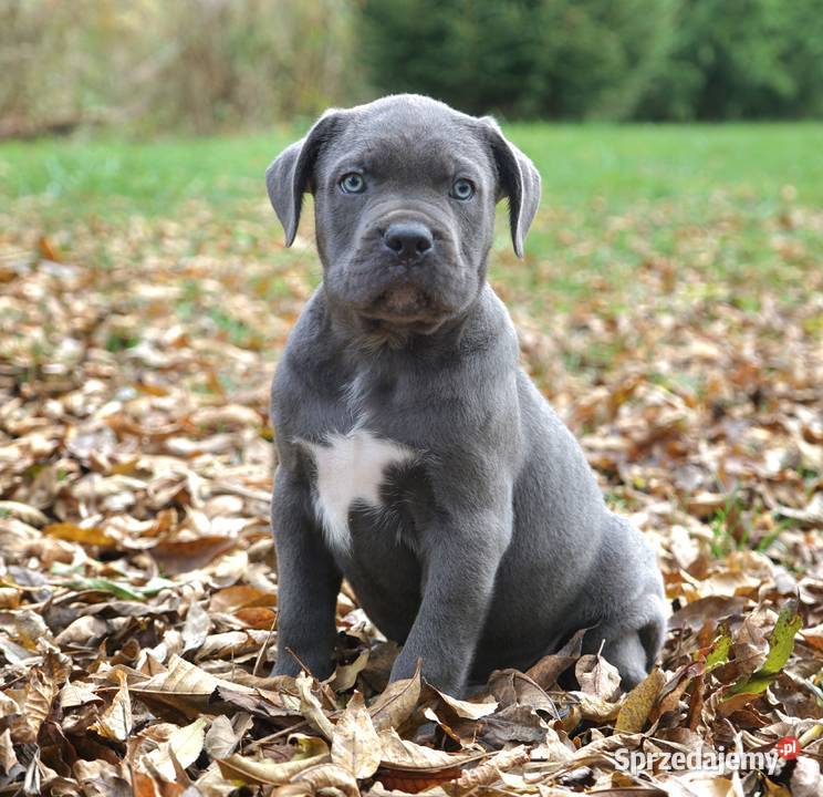 Szczeniaki Cane Corso ZKwP FCI Gończyce sprzedam