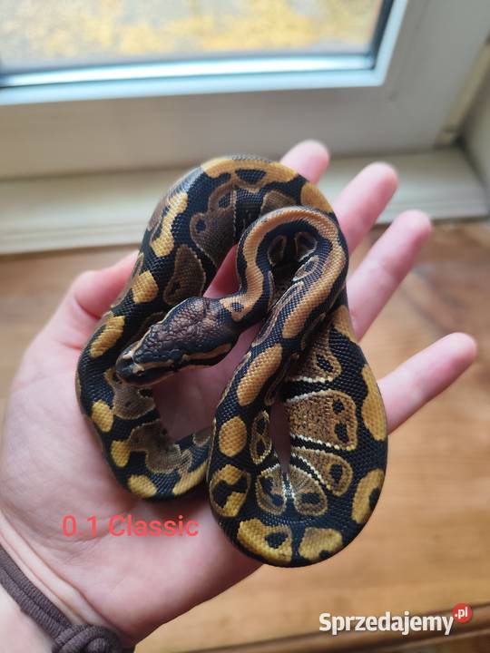 Młode pytony Królewskie mazowieckie Pruszków