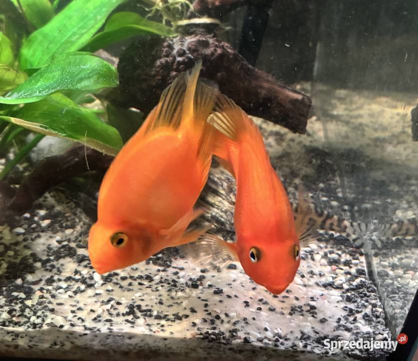Ryby do akwarium