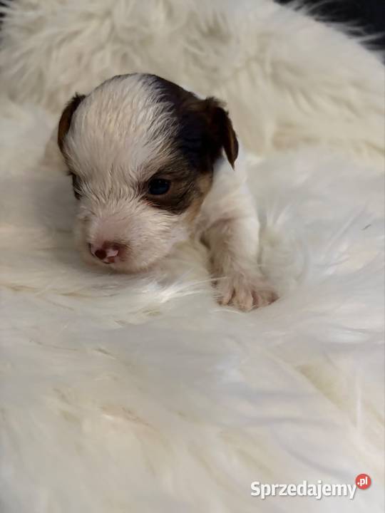 Do Rezerwacji Mia Yorkshire Terier Brio Konin