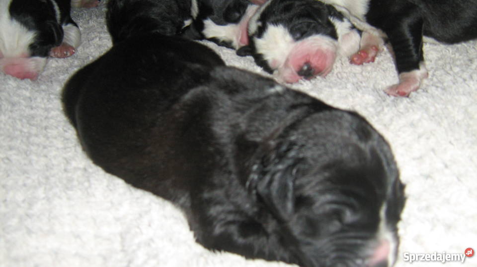 owczarek środkowoazjatycki czarne szczeniaki Zelów sprzedam
