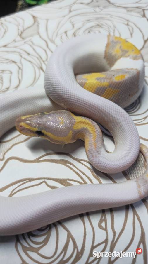 Wąż pyton królewski python regius samiec Wrocław