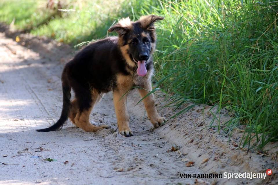 Owczarki Niemieckie Długowłose zachodniopomorskie Choszczno