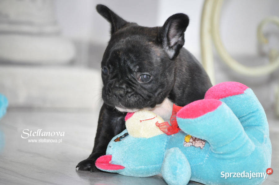 Buldog francuski szczenieta CH MŁCH Stellanova mazowieckie Warszawa sprzedam