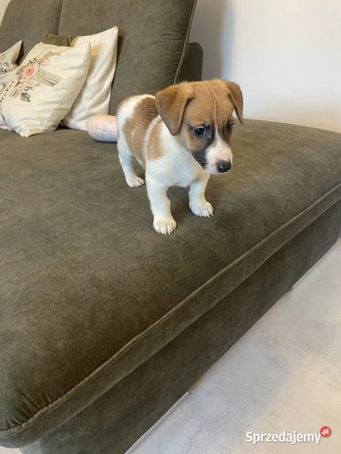 Jack Russell Terrier szczeniaczki