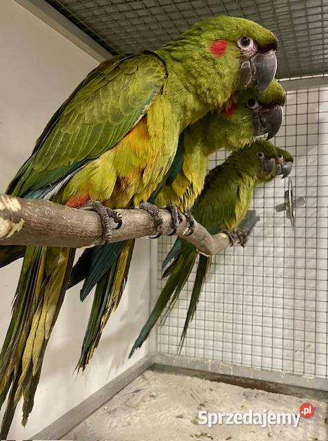 Ara różowooka rubrogenys Ptaki małopolskie Kraków