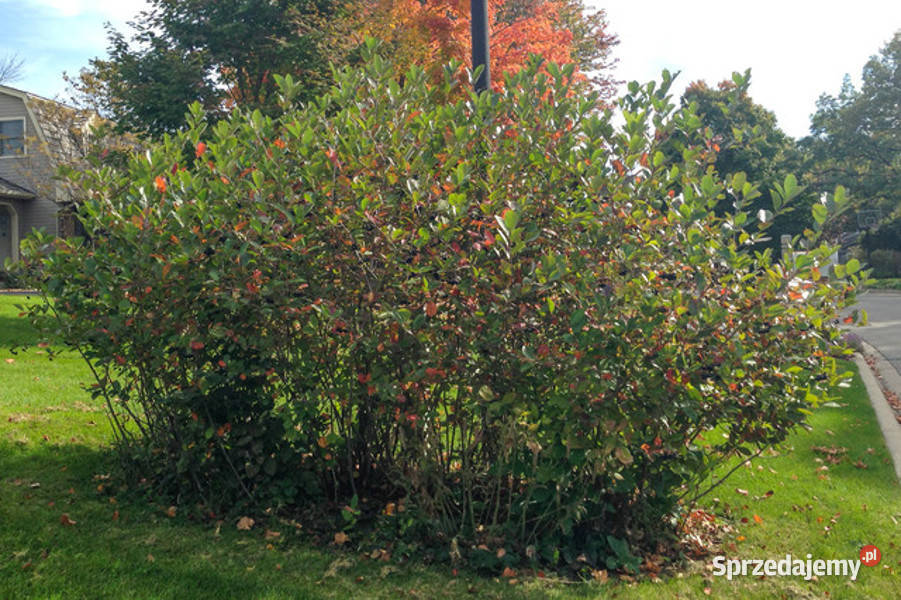ARONIA CZARNOOWOCOWA Aronia melanocarpa NASIONA kujawsko-pomorskie Lubanie sprzedam
