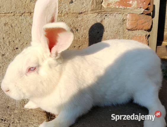 Sprzedam samice BURGMUNCKIE Jeziorsko