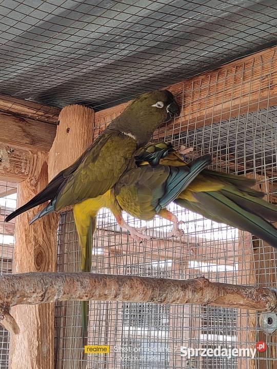 Patagonki pary samice konury łódzkie Parzno