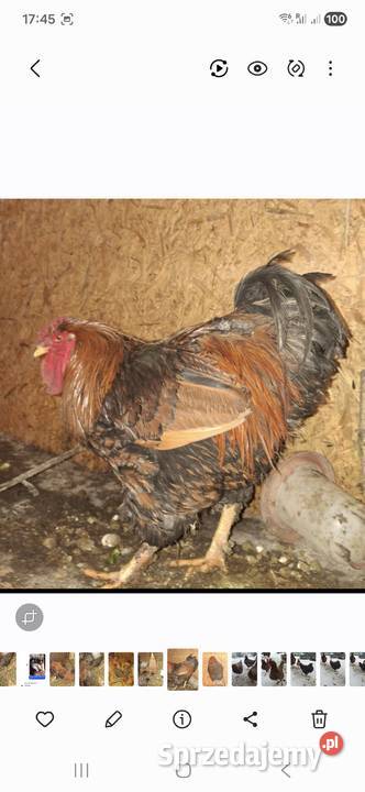 Wyandotte złotołuskowe Chyżne