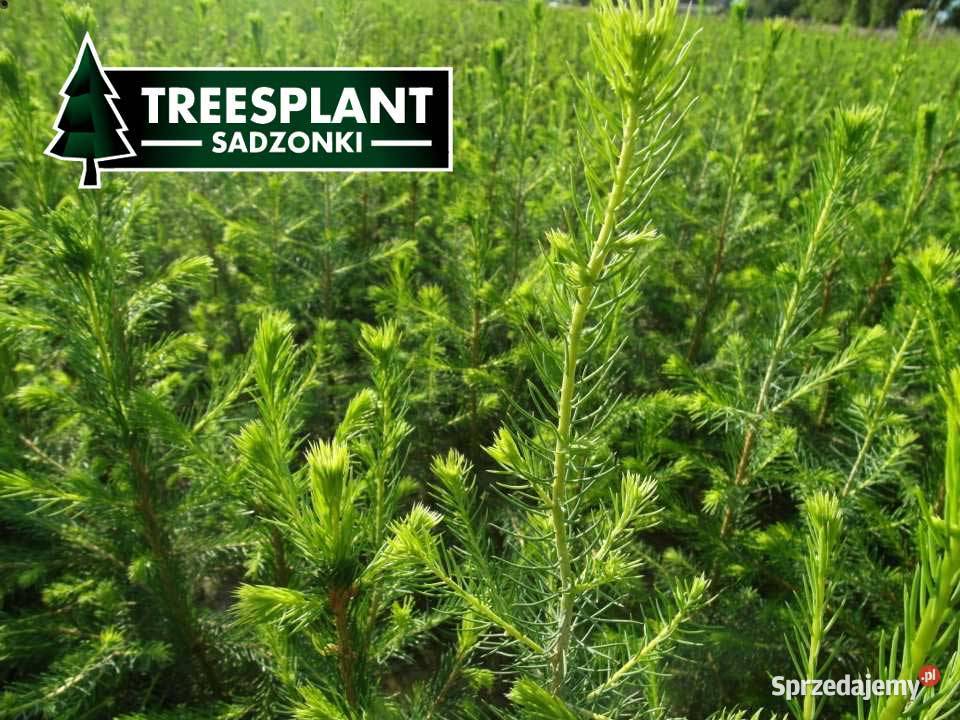 Sadzonki Świerka Pospolitego na plantacje Leśnictwo Zielona Góra