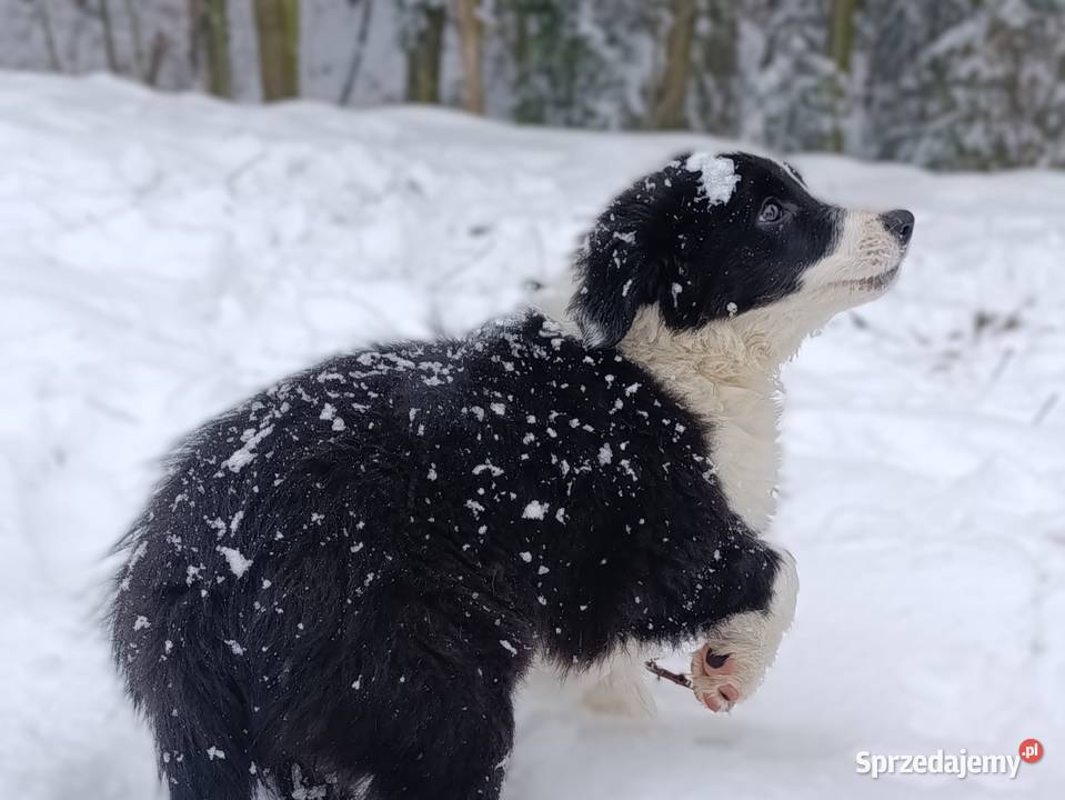 szczeniak suczka BORDER COLLIE czarnobiała