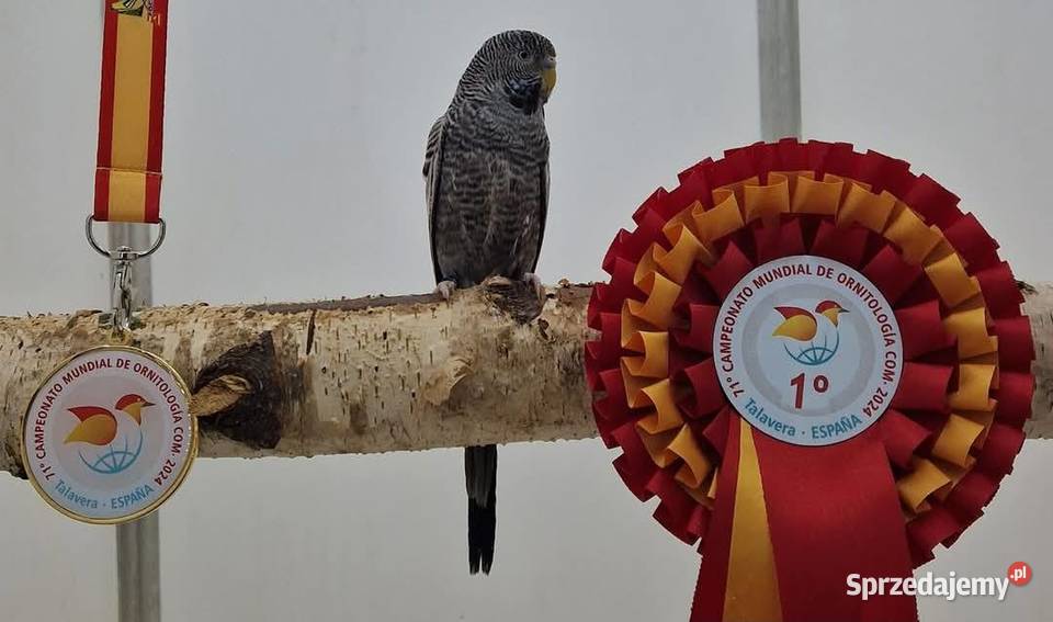 papużka falista blackface łatwo się oswaja może