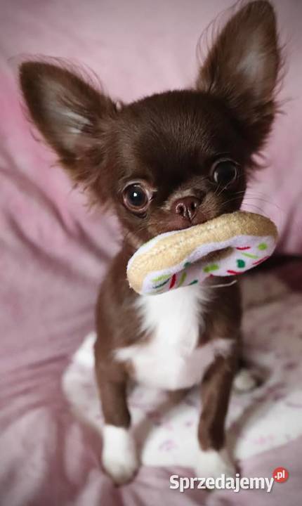 Chihuahua krótkowłosy FCI Mini Xs Kalisz