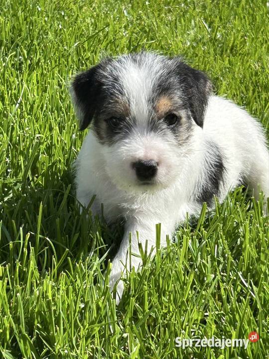 Parson Russell Terrier szczenięta Gostyń