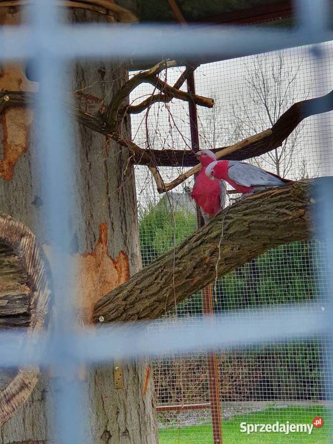 kakadu różowe sprzedam świętokrzyskie Sędziszów