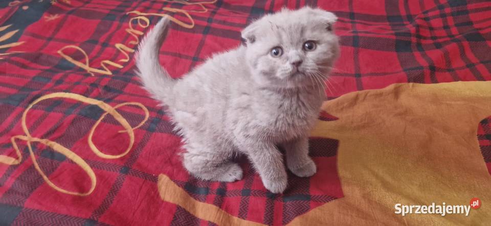 Kocurek Szkocki liliowy zwisłouchy Katowice