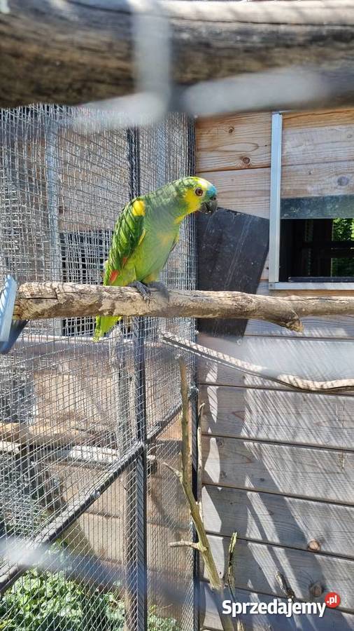 Sprzedam amazonkę niebieskoczelna oritrix Bystra
