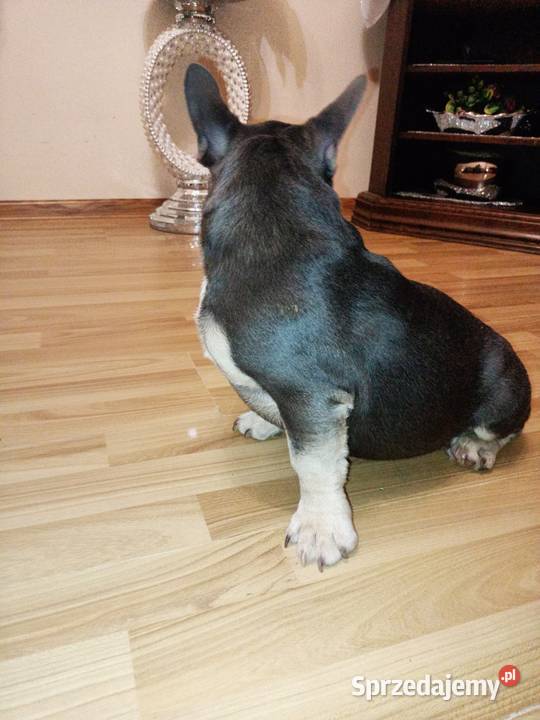 Buldog francuski niebieski blu tan