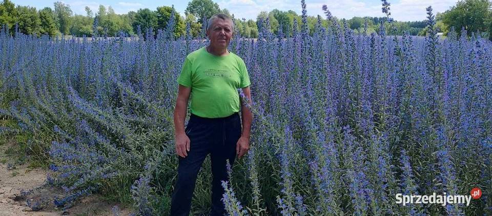 Żmijowiec zwyczajny Echium vulgare Mińsk Mazowiecki