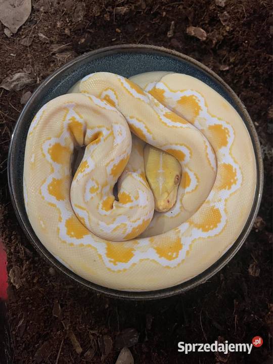 Pyton siatkowy ALBINOS het pied zachodniopomorskie Szczecin