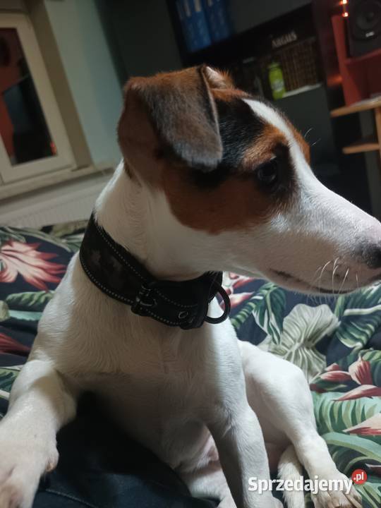 Jack Russell Terrier śląskie Gliwice