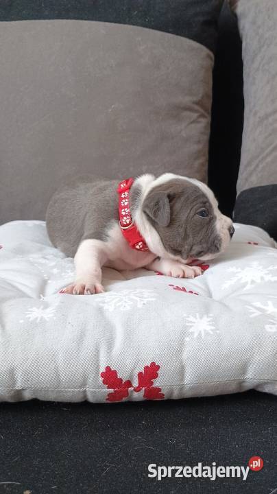 Amstaff Szczeniąta Rezerwacja Radomsko