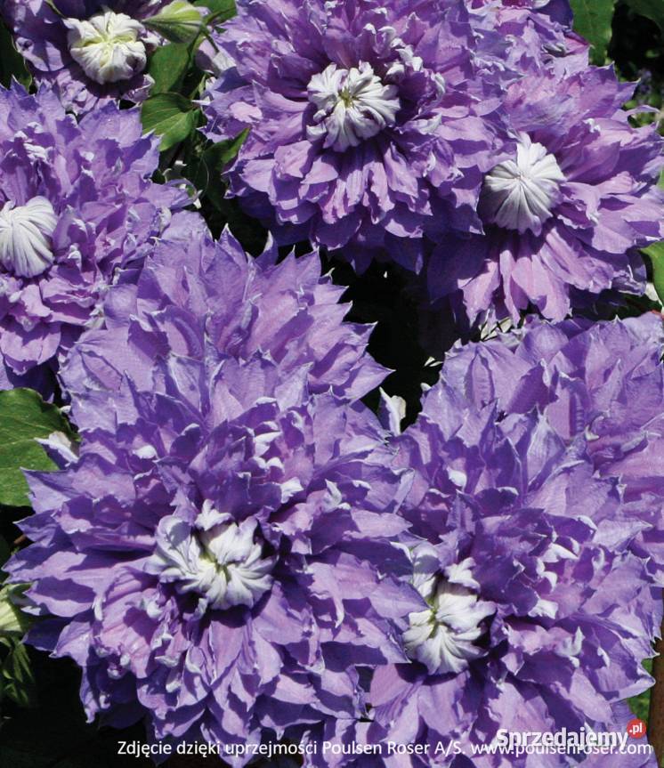 Pnącza Clematis Powojnik Wisteria Glicynia Knurów