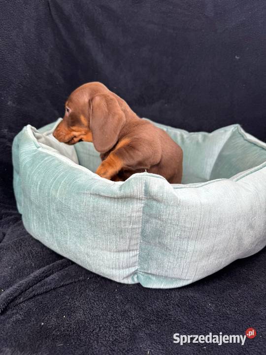 jamnik miniaturowy choco tan Szczecin