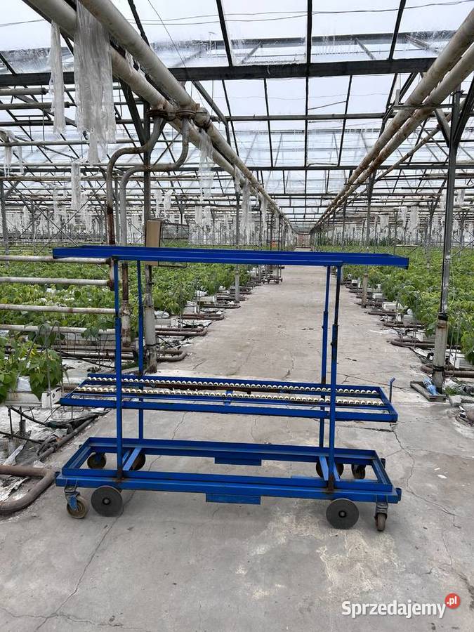 Wózek rolkowy szklarniowy do zbioru warzyw wielkopolskie Śmigiel sprzedam