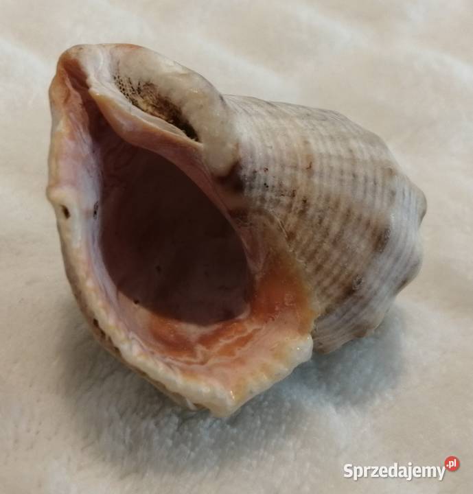 Muszla 48 60 Kreatywne Czeladź sprzedam