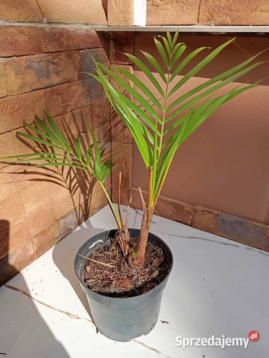 sprzedam palme AREKA ARECA DYPSIS 30 40 Milicz