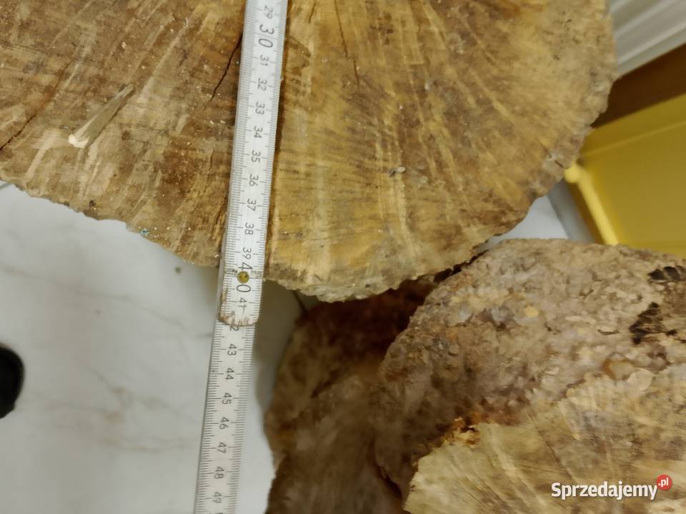 Czeczot topola klon wielkopolskie Nowy Tomyśl