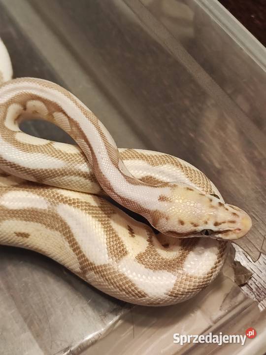Pyton królewski Samica queen bee yellow belly Łódź