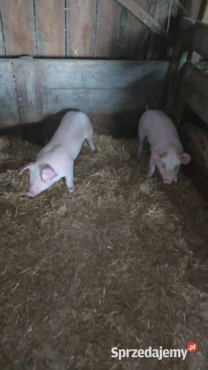 Świnie prosiaki warchlaki 11 sztuk Pozostałe łódzkie sprzedam