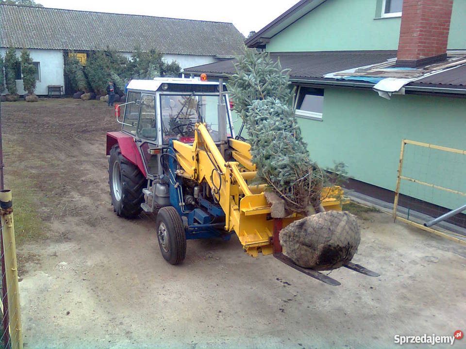 choinki drzewa do ogrodu Rośliny sprzedam