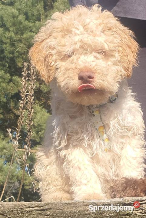 Lagotto Romagnolo Lipno sprzedam