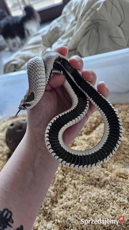 Heterodon dorosły samiec Wrocław