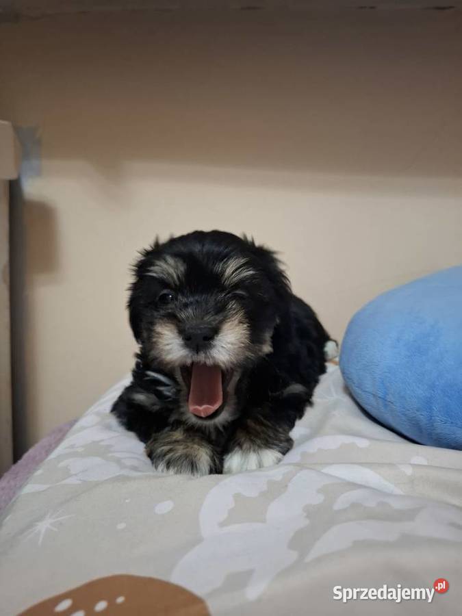 Suczka york opolskie