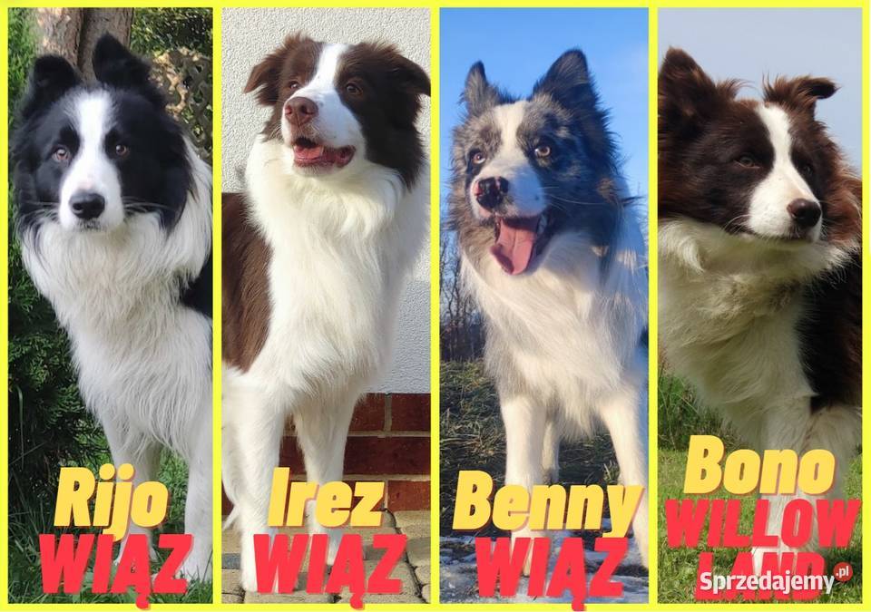 Reproduktor Krycie Border Collie Iwonicz sprzedam