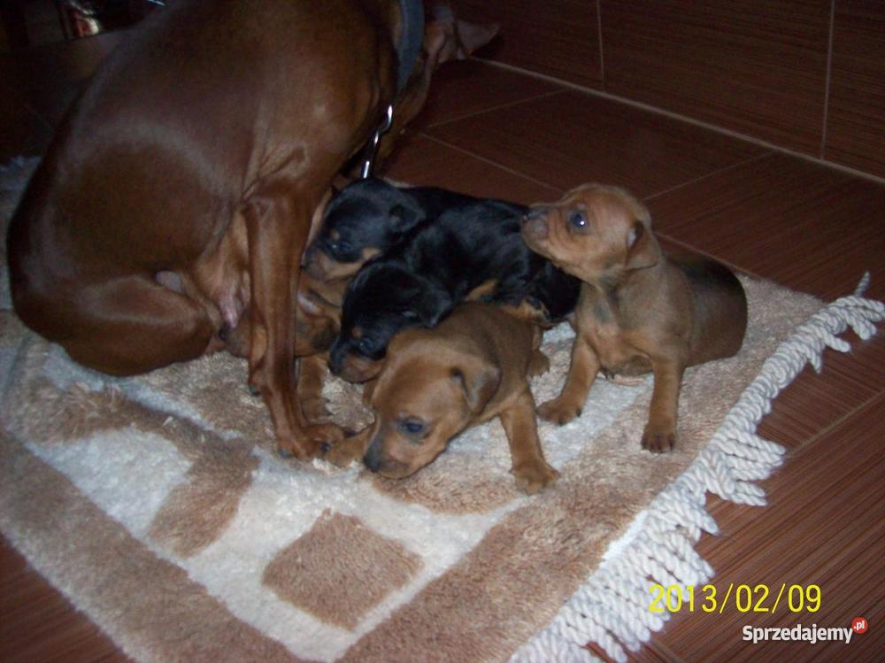 PINCZER MINIATURA Psy Szczecin