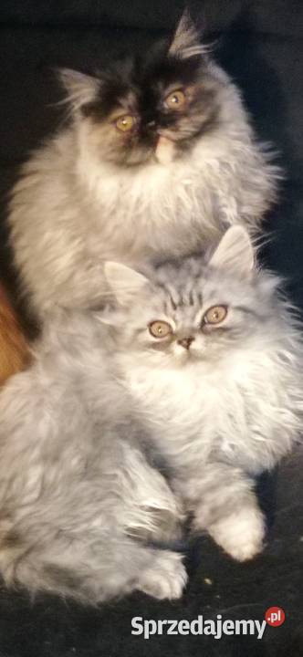 kocięta perskie 25 msc lubelskie Chełm