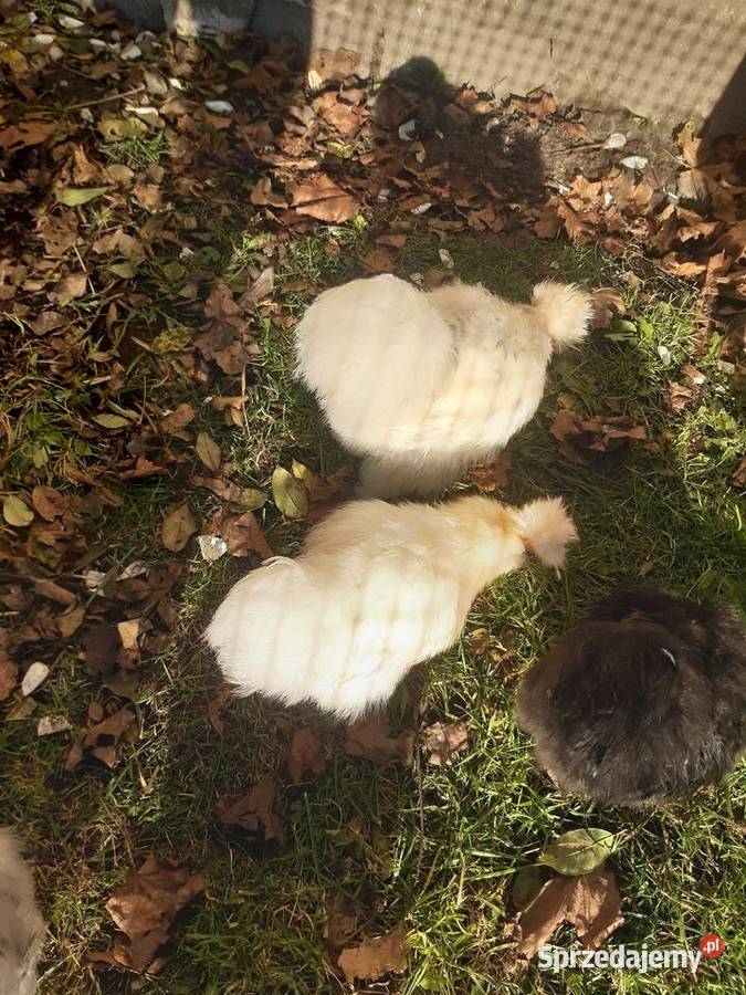 Silka silki koguty Poddębice sprzedam