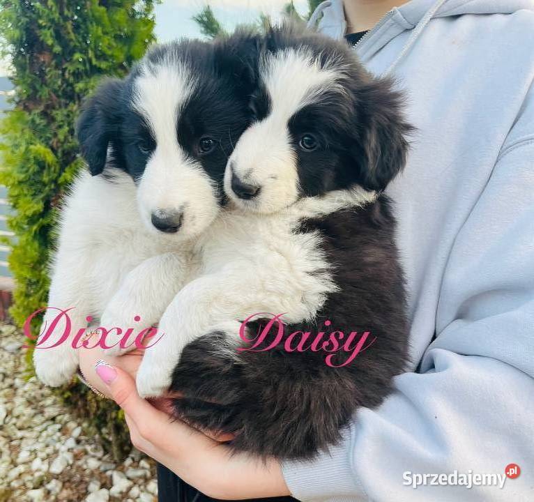 Pieski Border Collie wielkopolskie