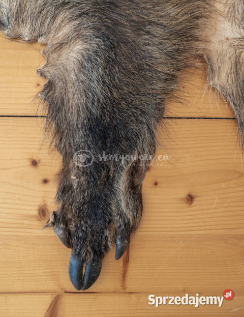 Dzik dekoracyjny skóra z dzika na podłogę skóra