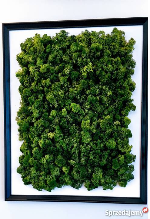 Obraz 50x70 mech chrobotek w czarnej ramie odcienie zieleni