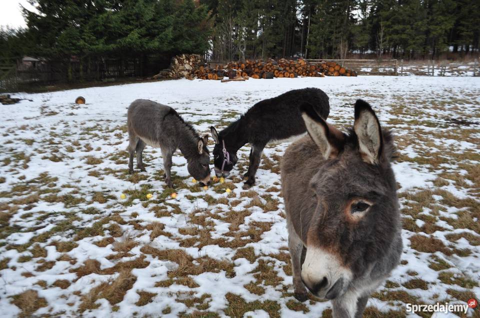 ośliczka osioł osiołek Pozostałe sprzedam