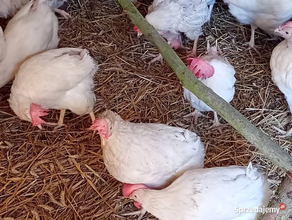 SPRZEDAM kury nioski Novogen 13 miesięczne z Drób i ptactwo wielkopolskie Wierzbinek