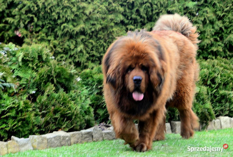 Mastif tybetański FCI