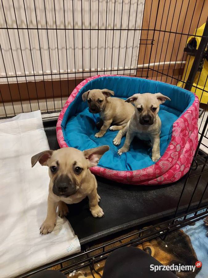 Buldog francuski mieszany Zborów